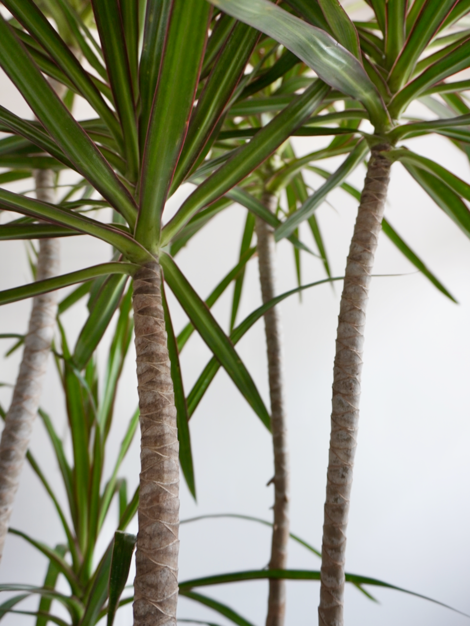 Puff the Dragon Tree, XL Tall