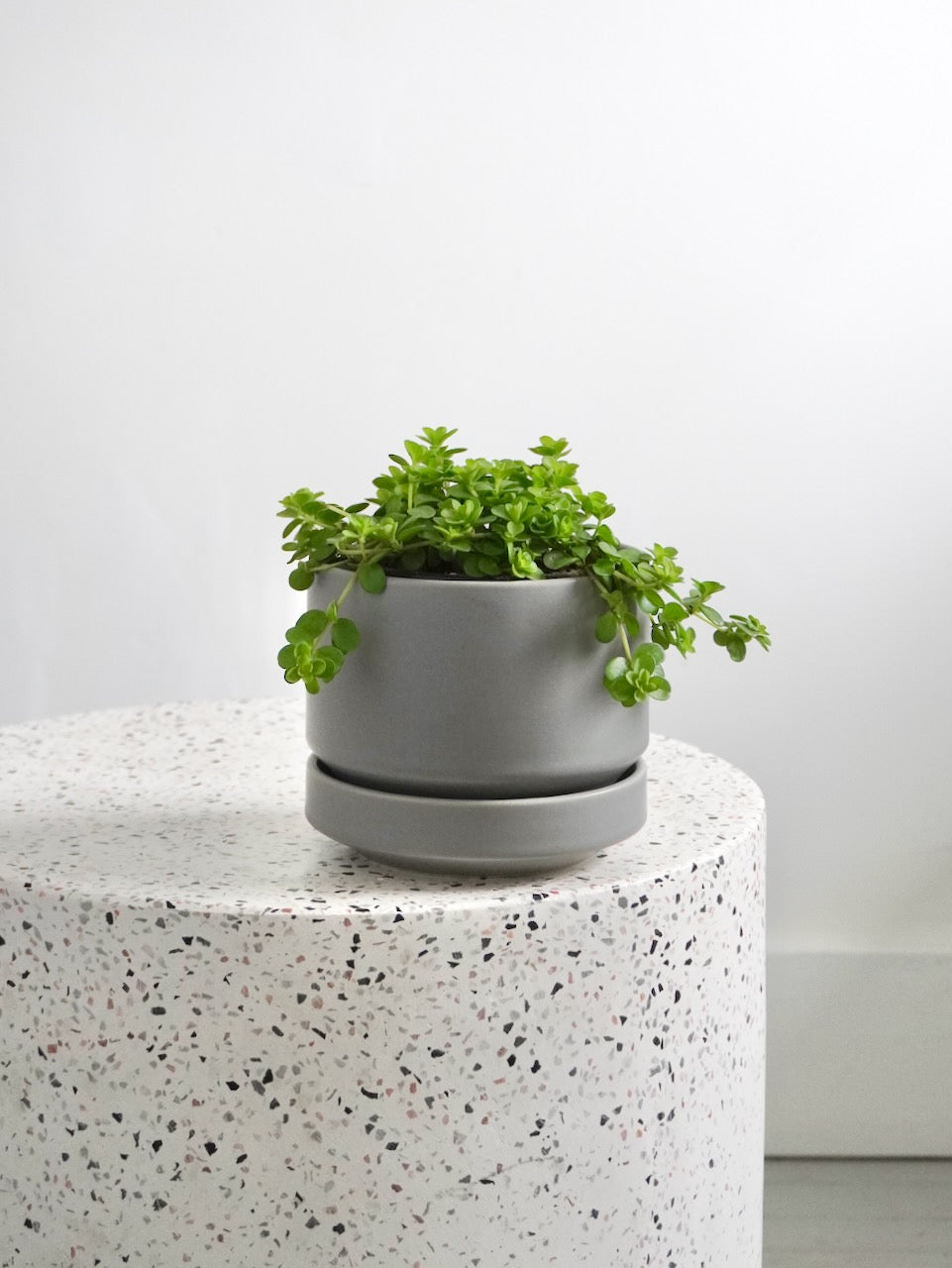 Pepper the Peperomia 'Deppeana', Small