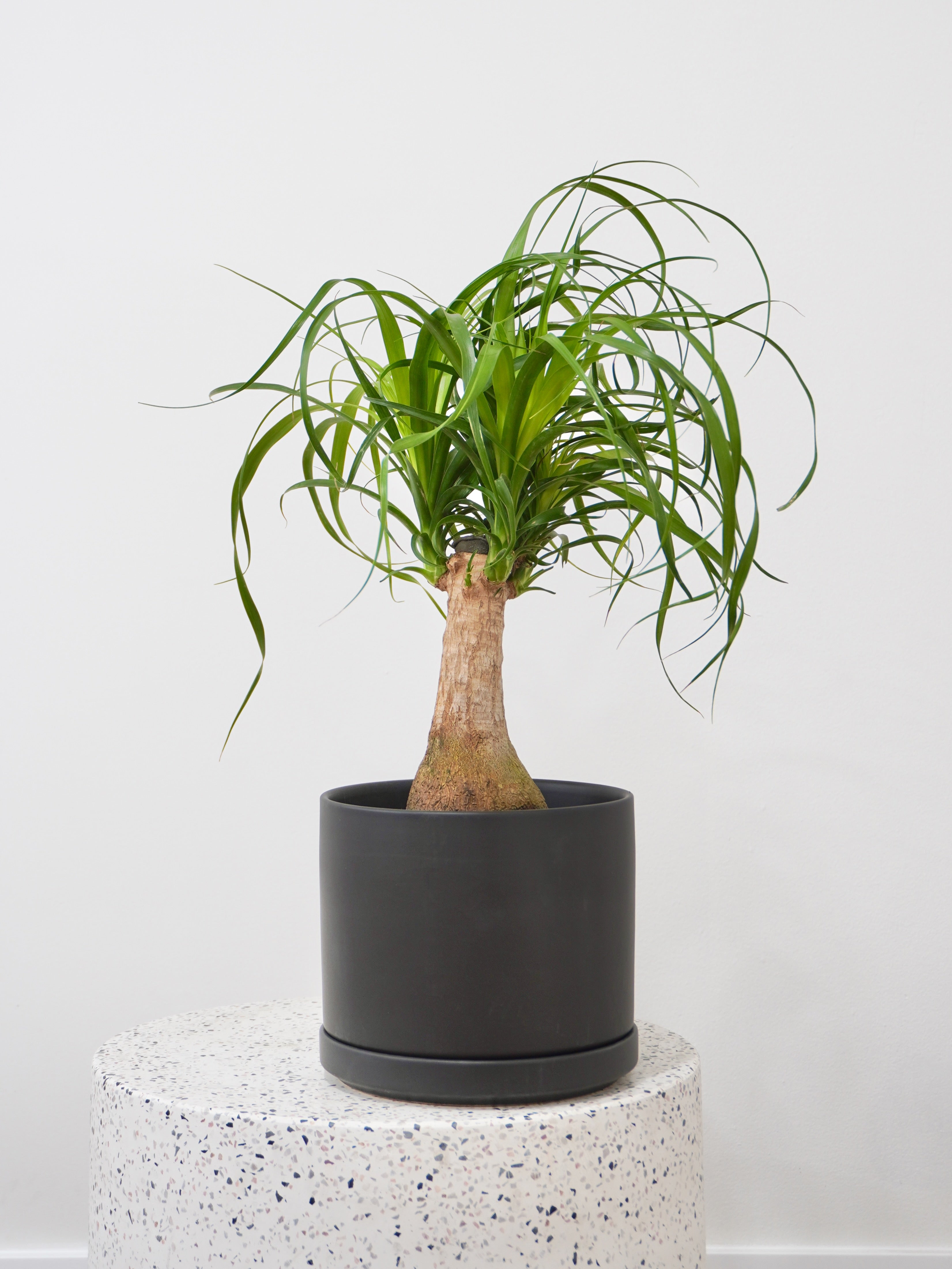 Amigo the Ponytail Palm, Medium