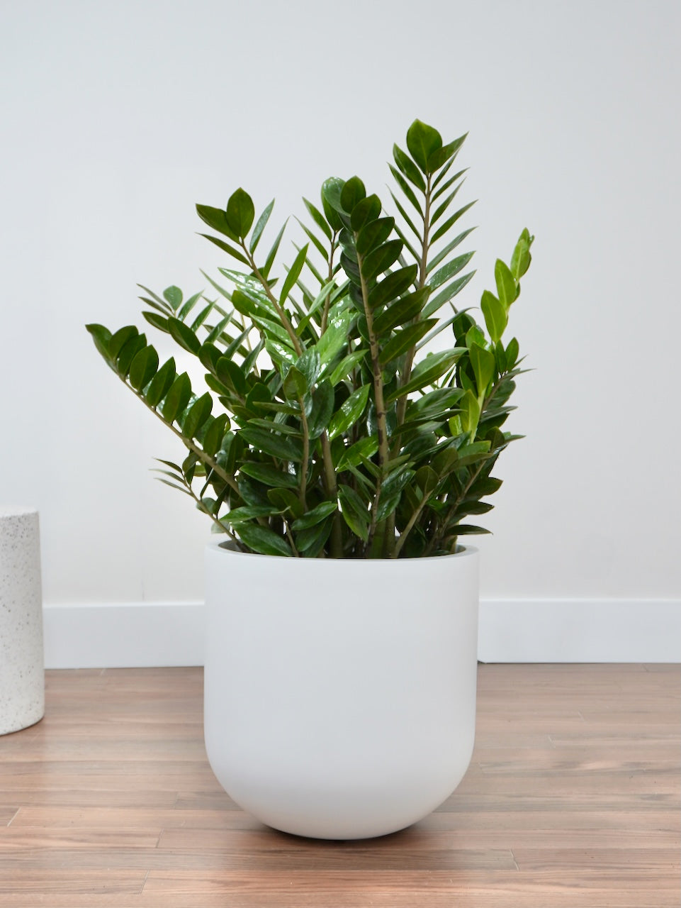 Ziggy the ZZ Plant, XXL