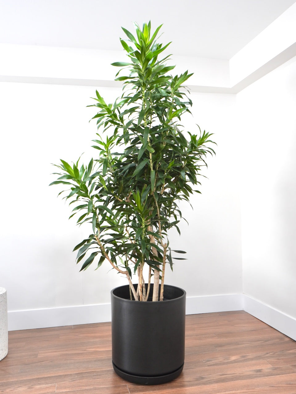 Delphyne the Dracaena Reflexa, XXL *Special Order*