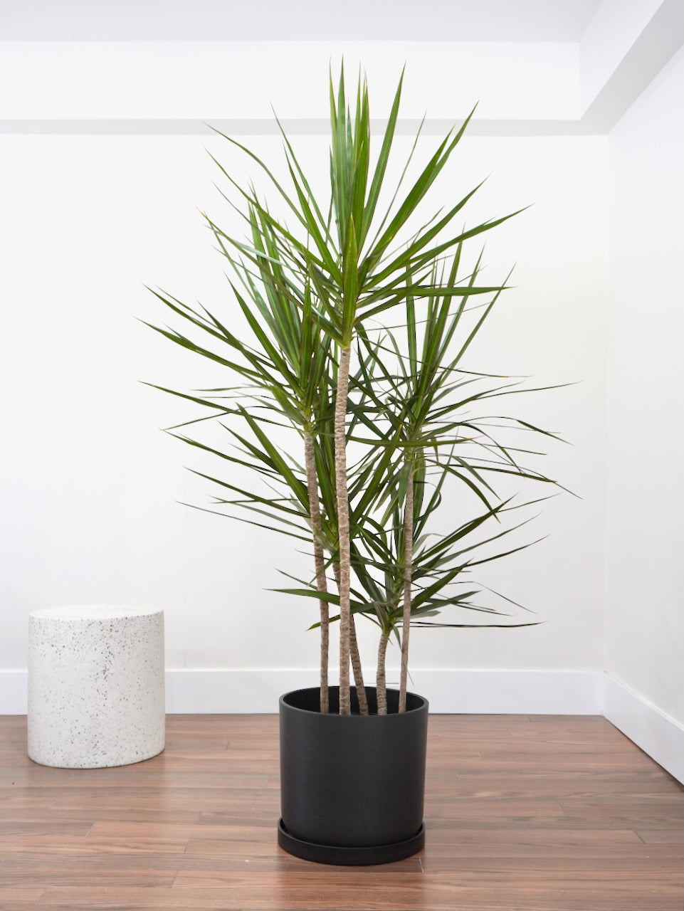 Puff the Dragon Tree, XL Tall