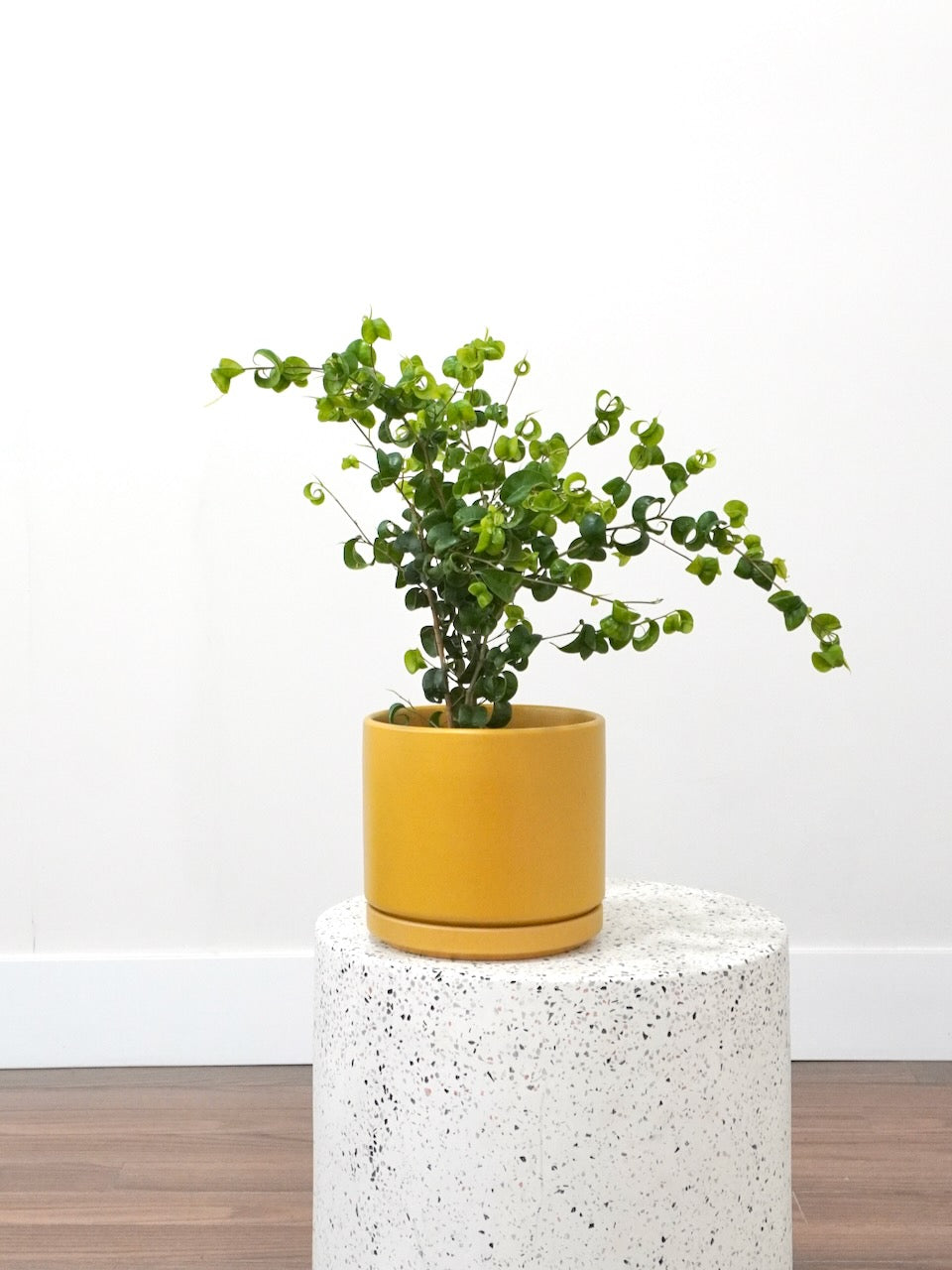 Benji the Ficus Benjamina 'Pandora', Medium