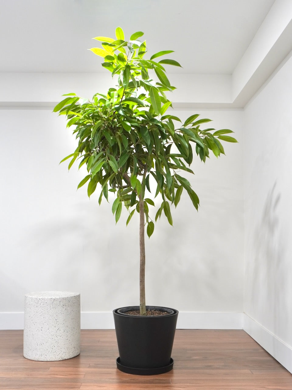 Henri the Ficus Amstel King, XXL