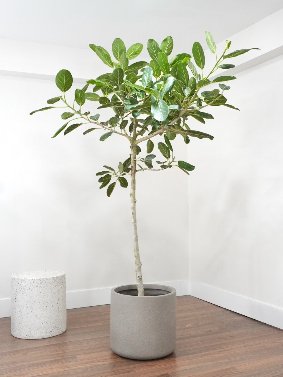 Khan the Ficus Audrey, XXL