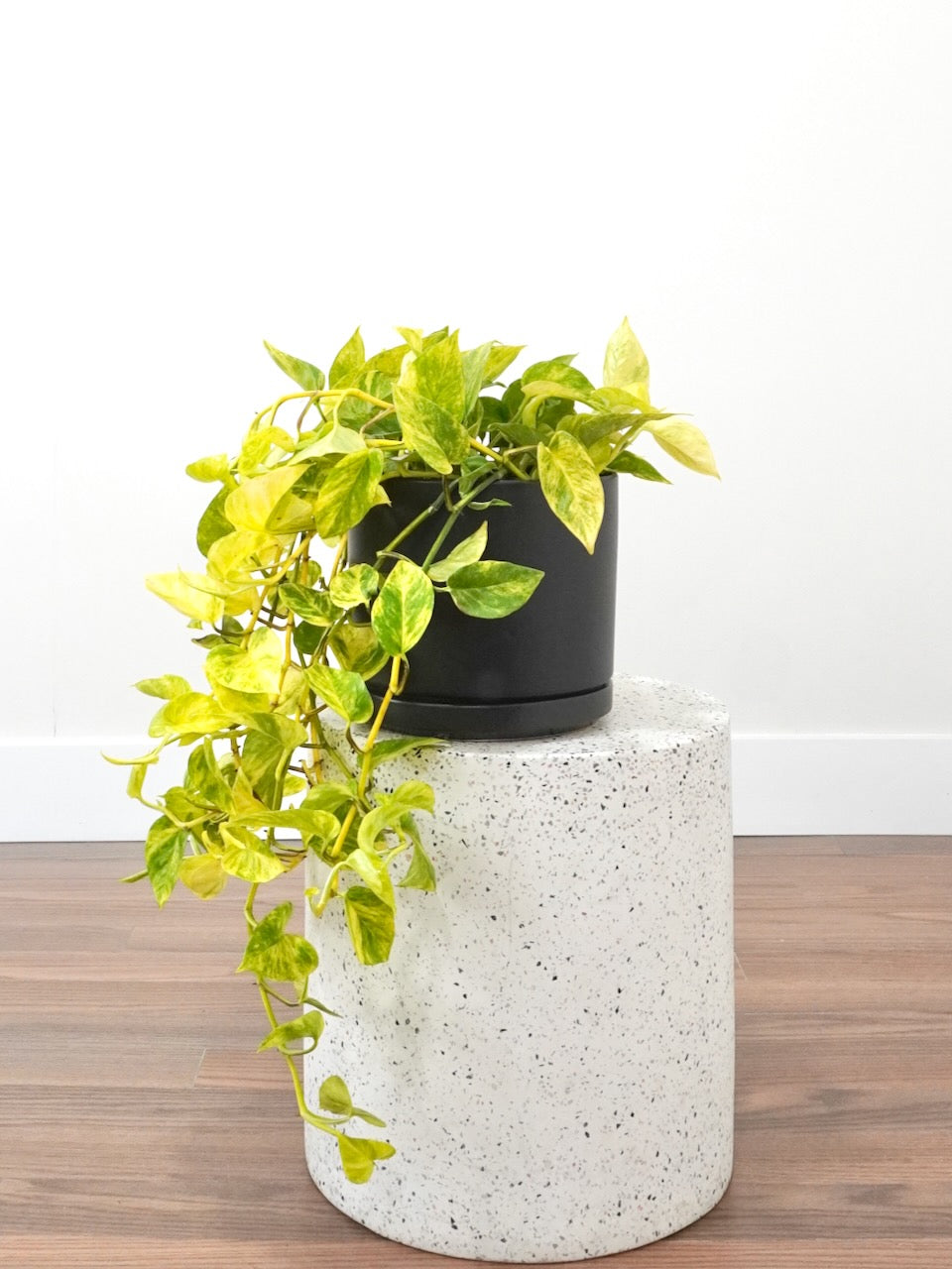 Jab-Jab the Golden Pothos, Large