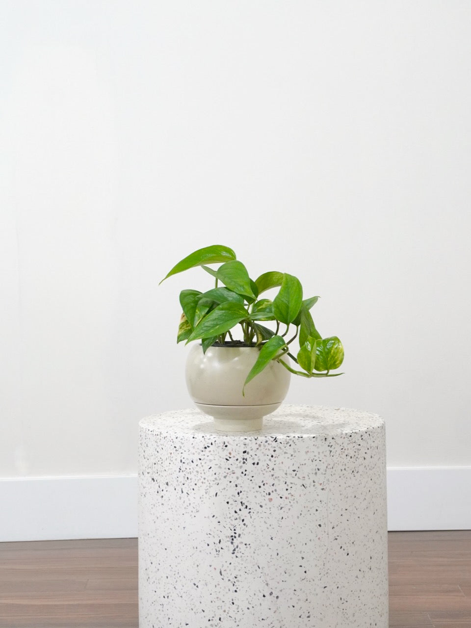 Jab-Jab the Golden Pothos, Small