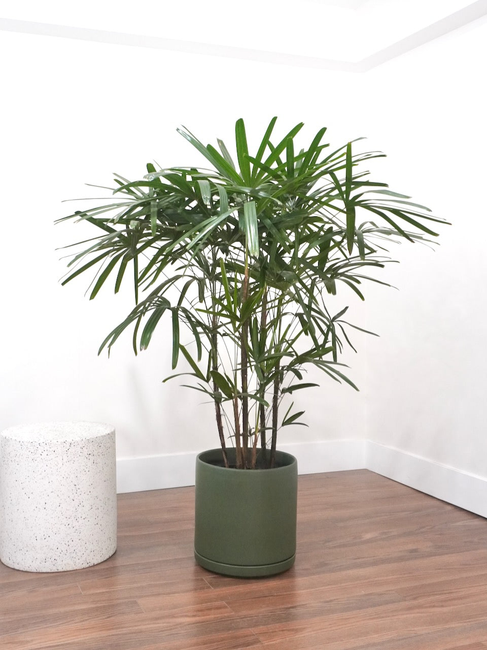 Elvis the Rhapis Palm, XL
