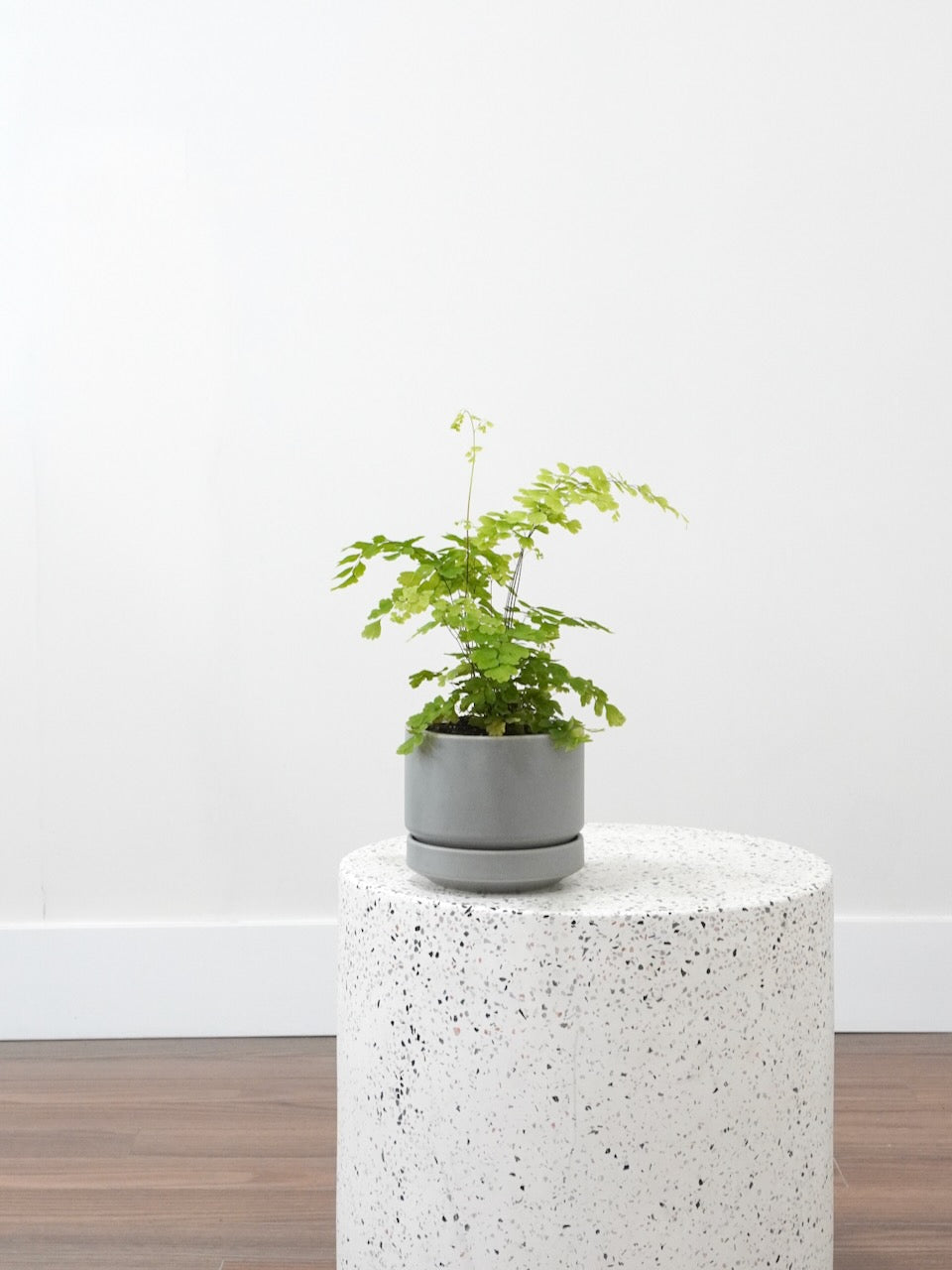 Marian the Maidenhair Fern, Small