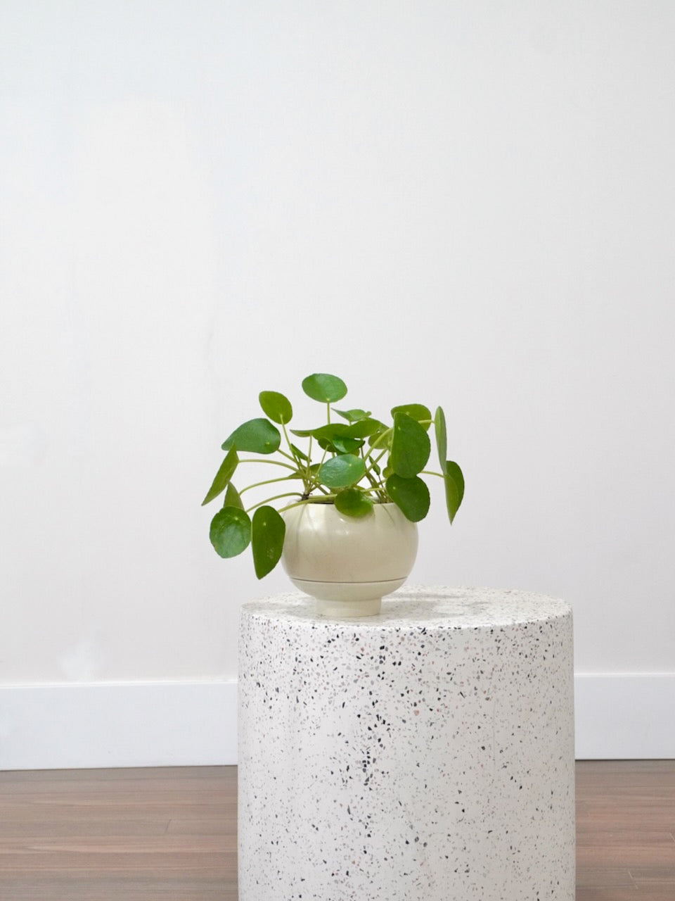 Rich the Chinese Money Plant, Small