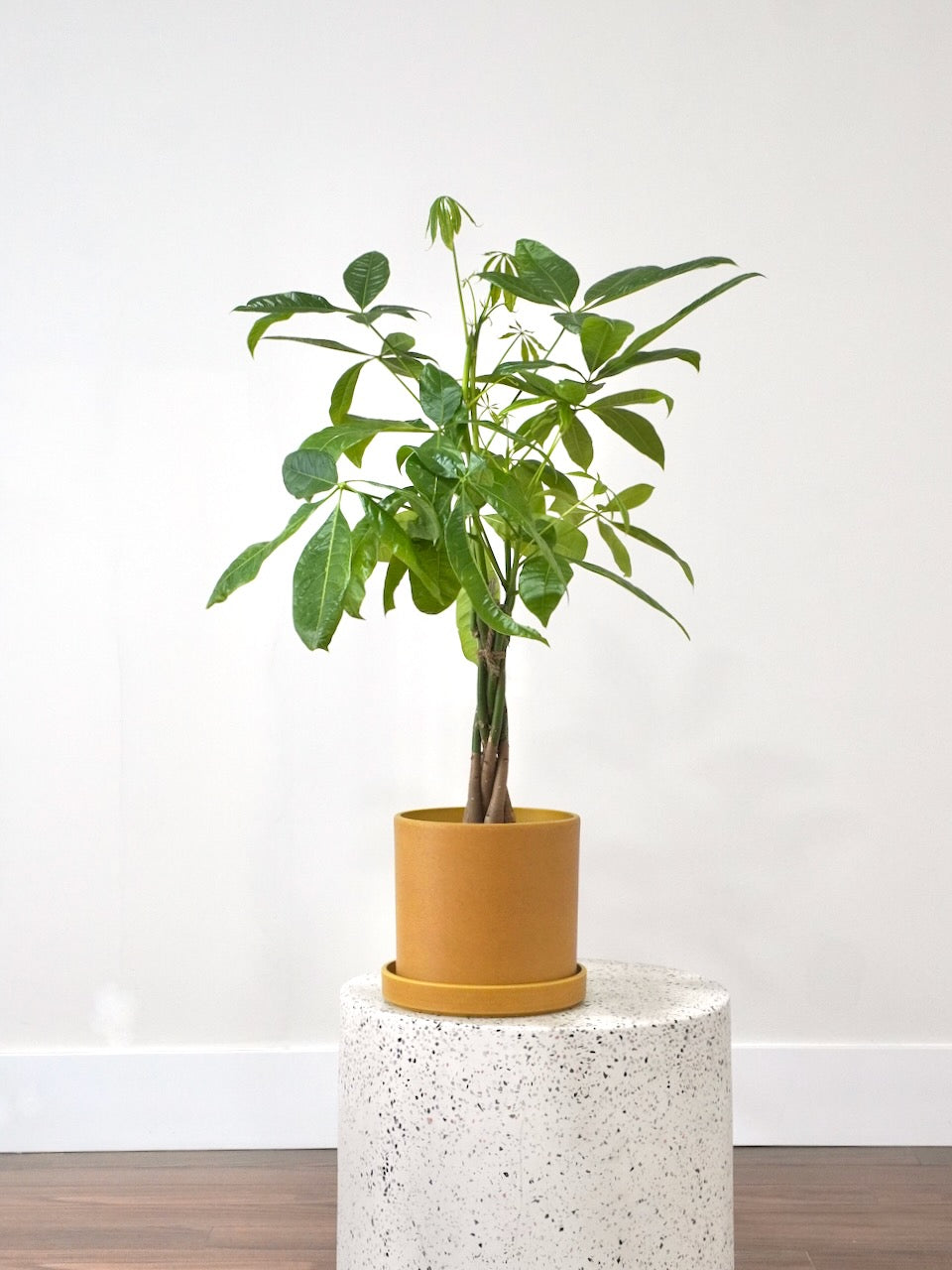 Cash the Money Tree, Medium *Special*