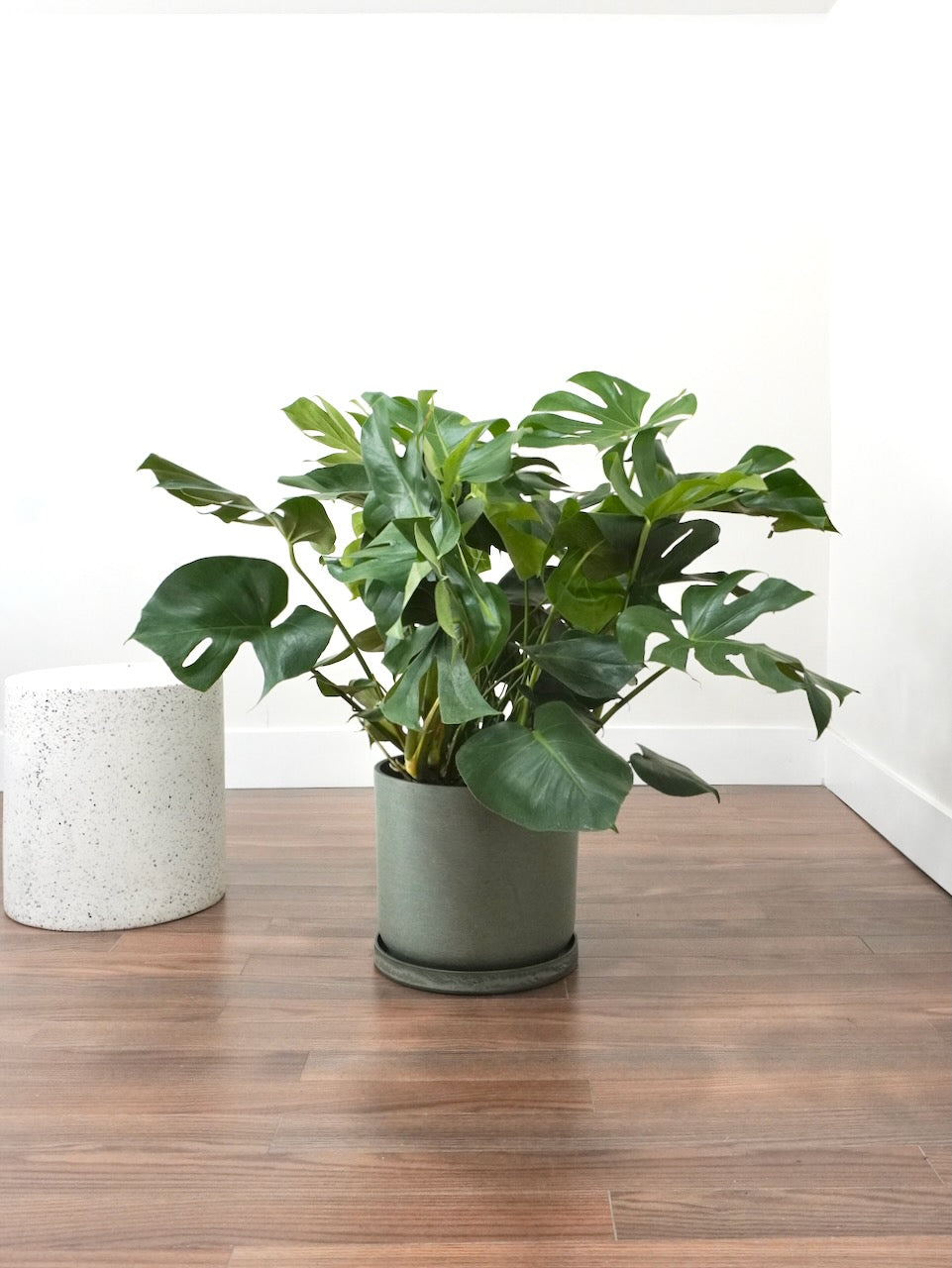 Zilla the Monstera Deliciosa, XL Plus