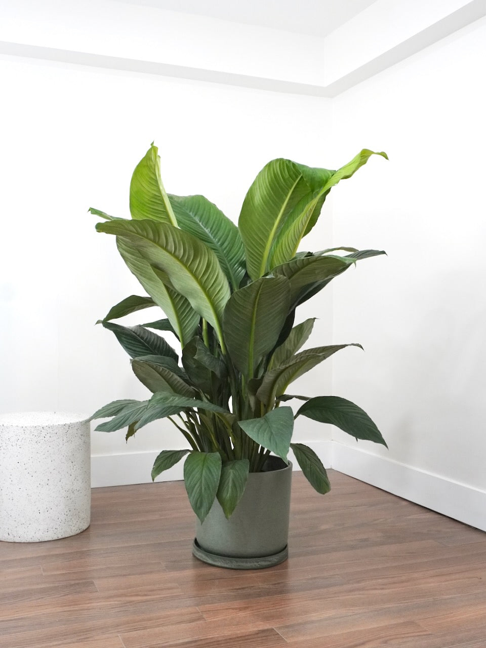 Calypso the Peace Lily 'Giant Sensation', XL