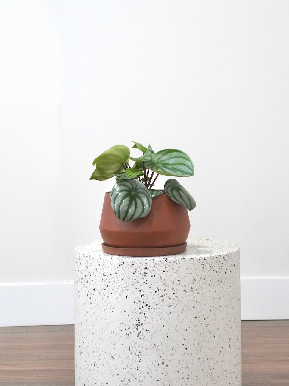 Pepper the Peperomia 'Watermelon', Medium