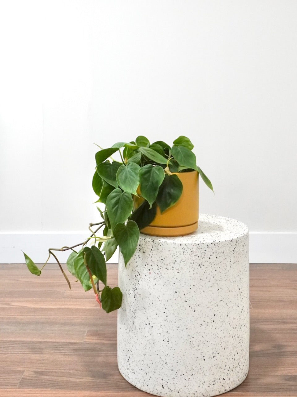Cupid the Philodendron 'Heartleaf', Medium