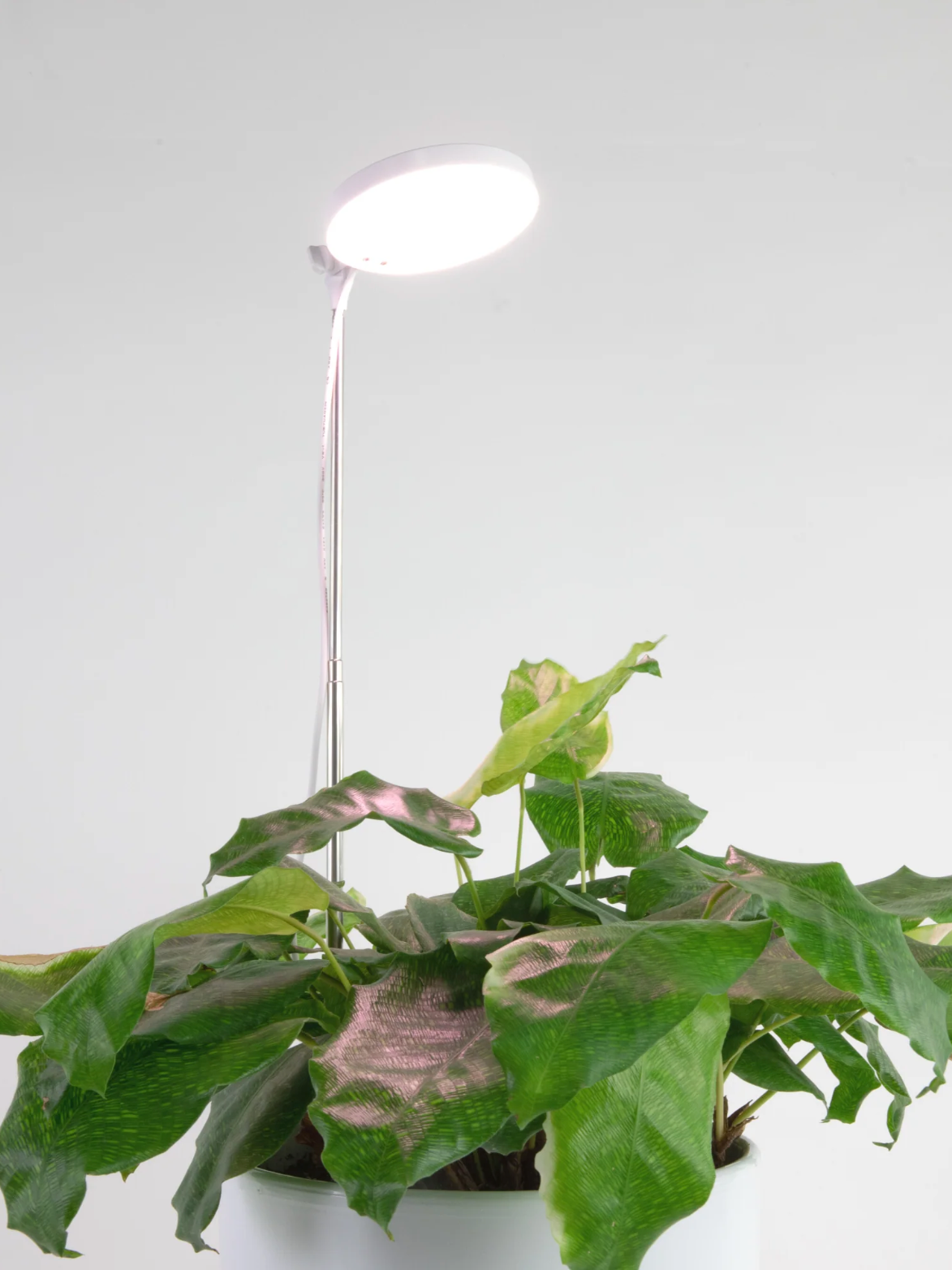 Mossify LED Grow Lamp (Multiple Colours)