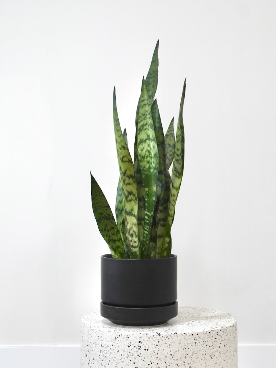 Monty the Snake Plant, Medium