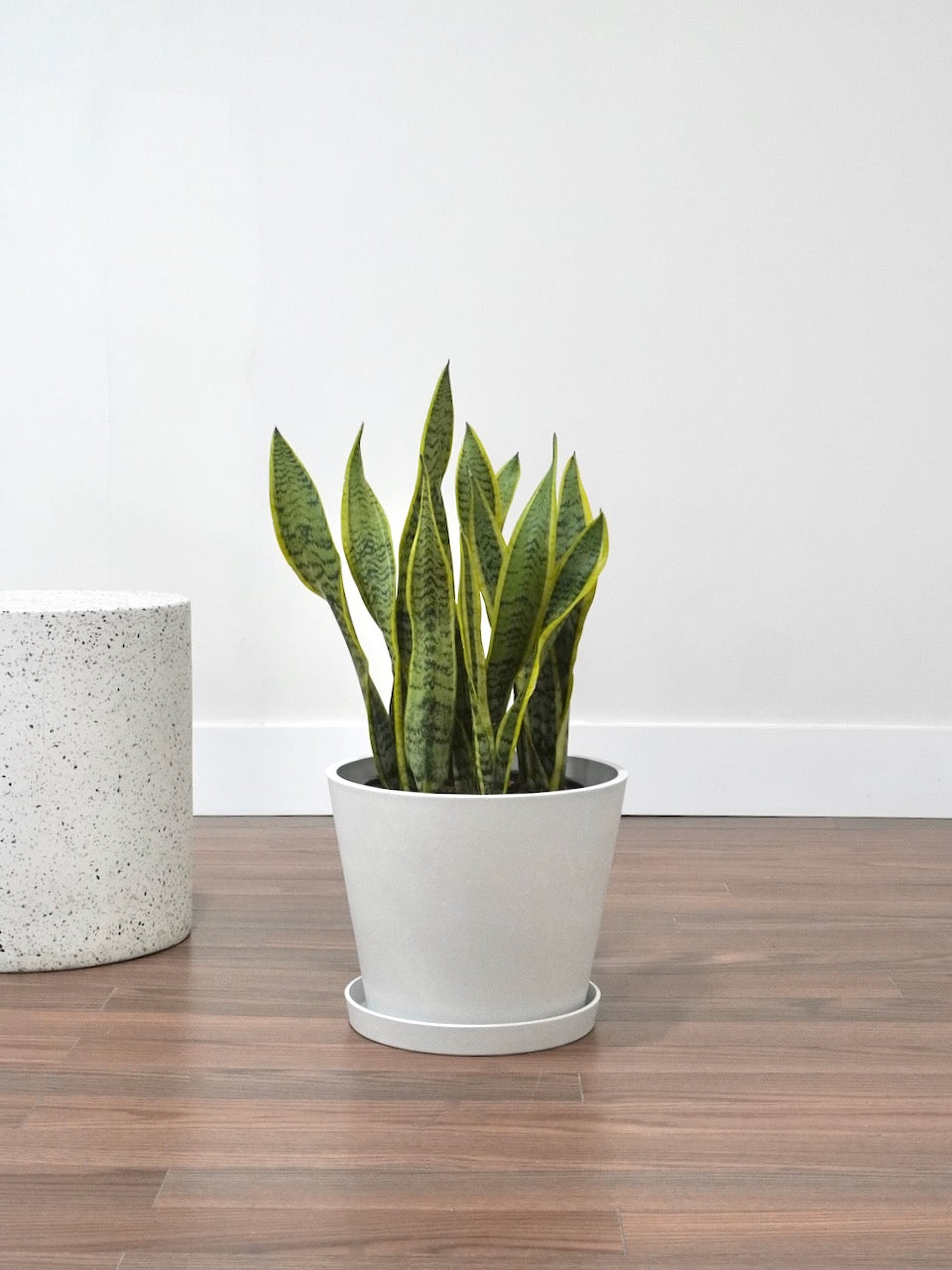 Monty the Snake Plant 'Laurentii', XL *Special*