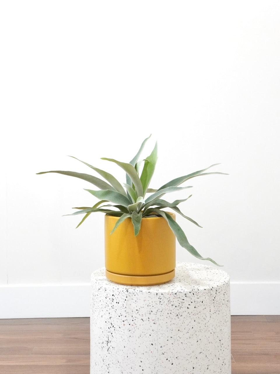 Buck the Silver Staghorn Fern, Medium