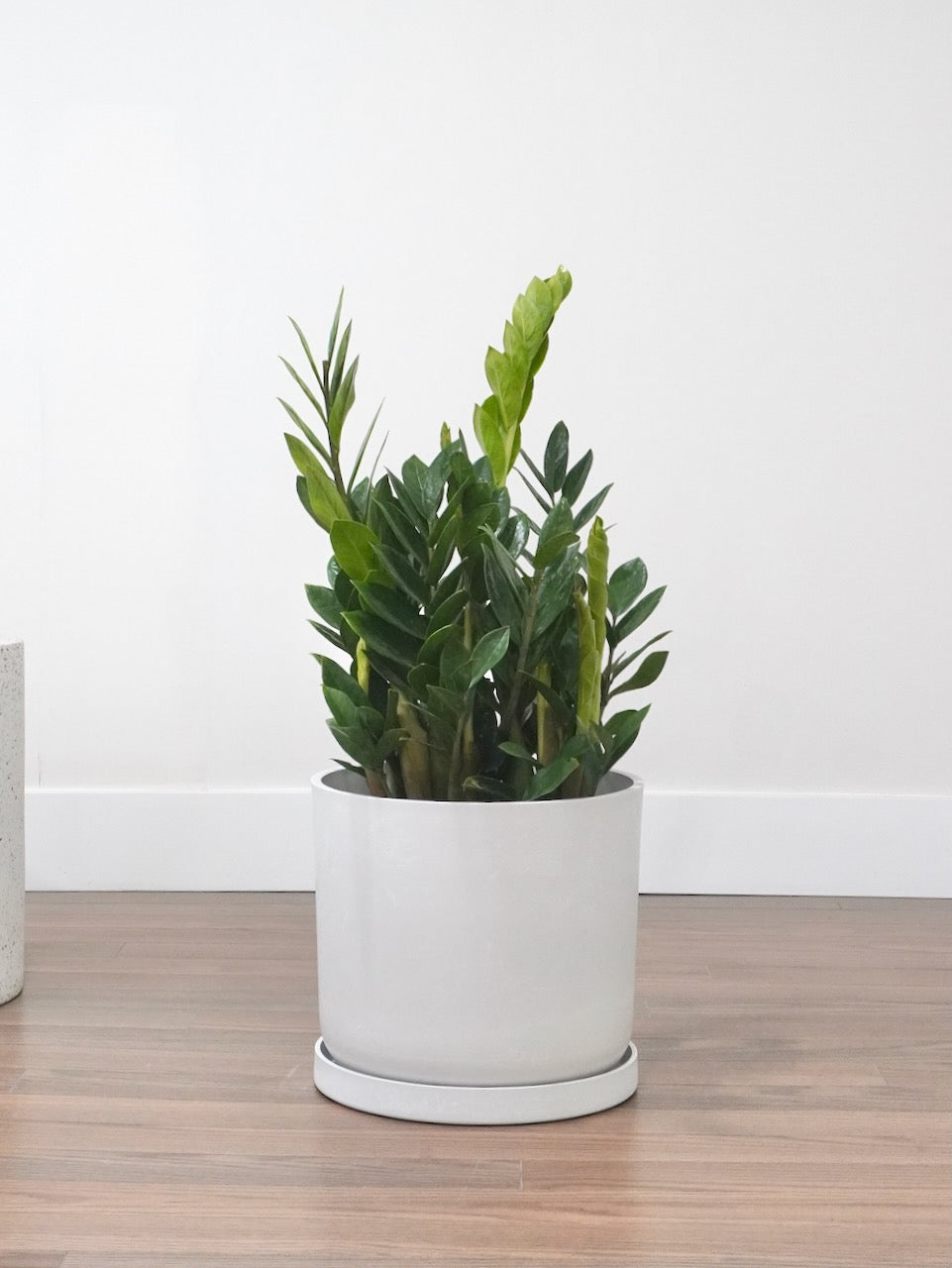 Ziggy the ZZ Plant, XL *Special*