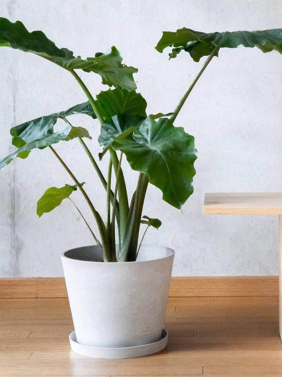 Kanso Recycled Tapered Pot, XL 11"