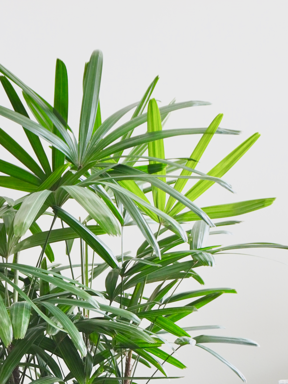 Elvis the Rhapis Palm, XL