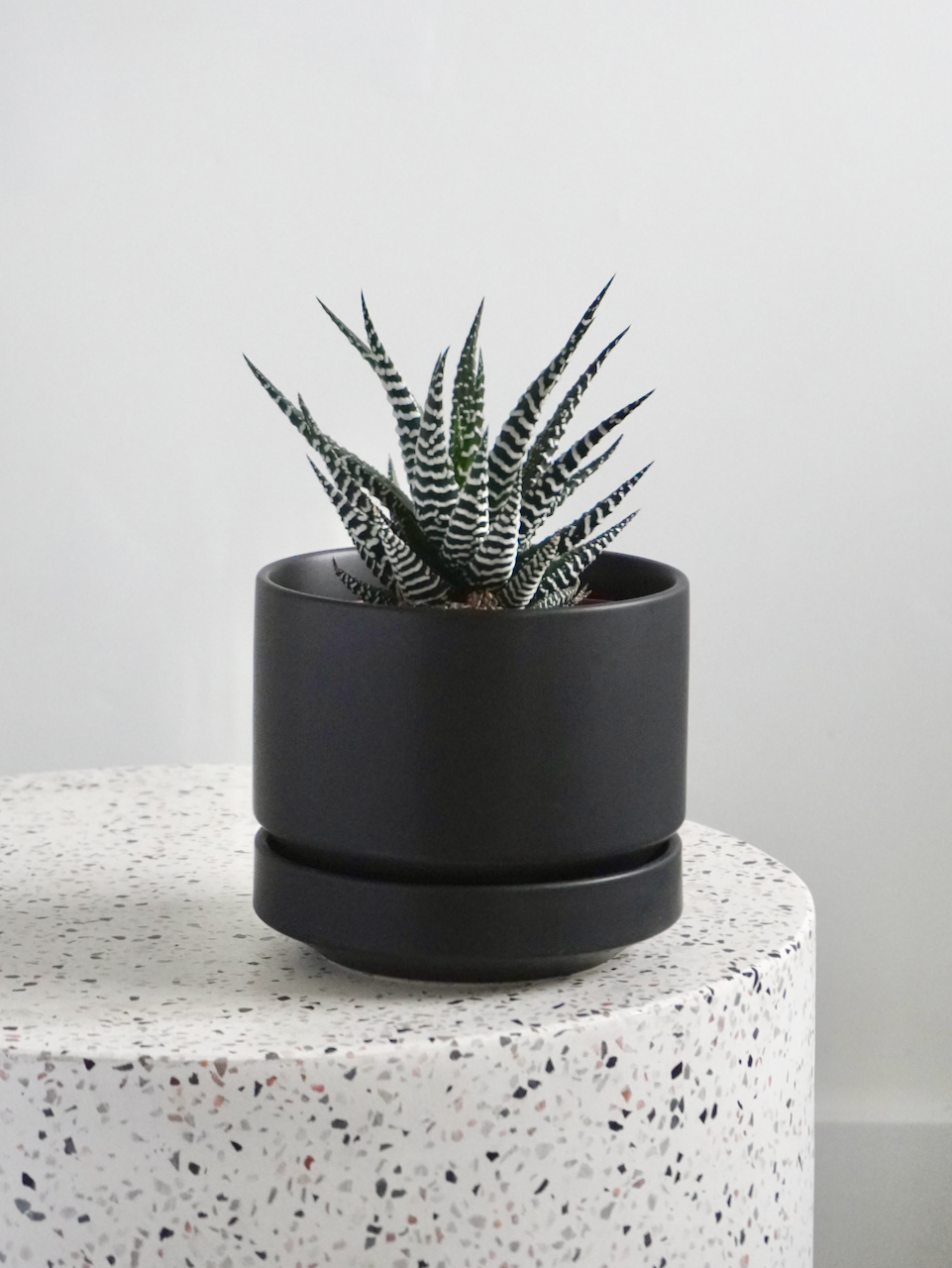 Pearl the Zebra Haworthia, Small