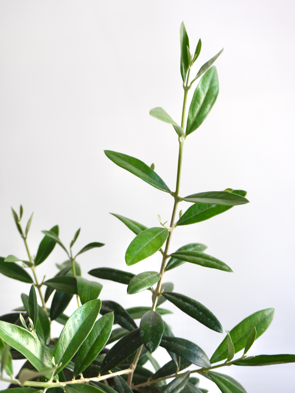 Olivia the Olive Tree, Small