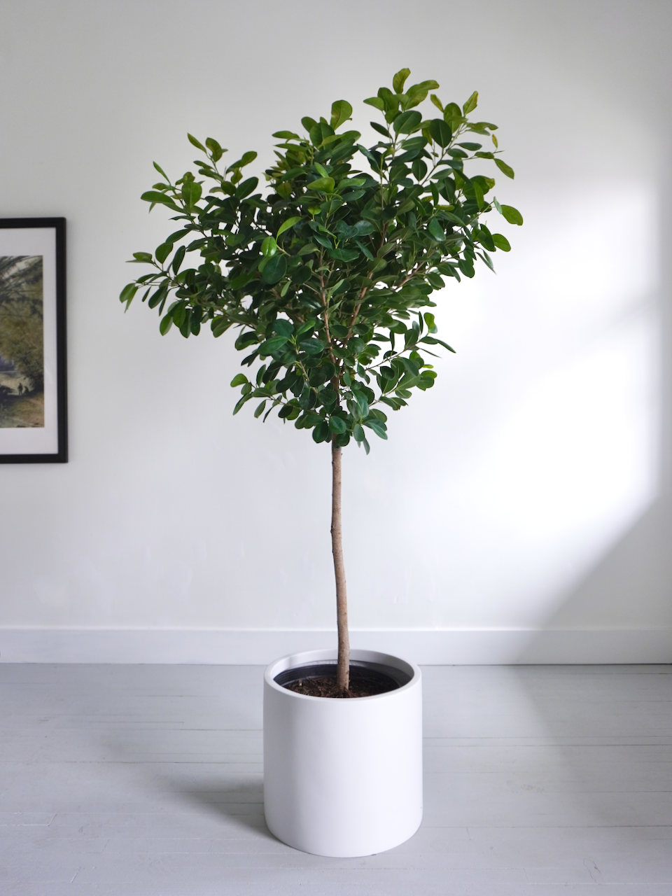 Gustav the Ficus Moclame, XXL